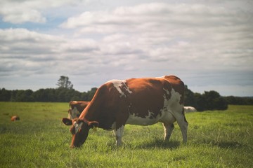 Brown Ayeshire cow grazing on grass