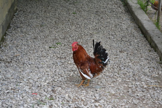 very beautiful and high quality rooster pictures