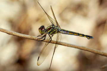 Image of crimson dropwing dragonfly(female)/Trithemis aurora on a branch on nature background. Insect. Animal