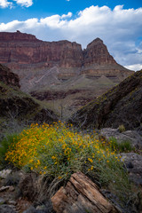 Landscapes and Views of Grand Canyon National Park 