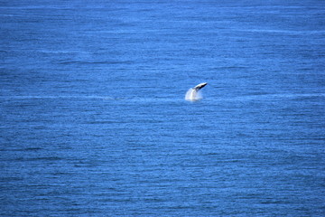 Jumping Whale