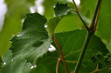 green leaf with water drops