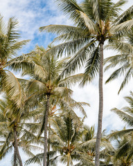 Fototapeta na wymiar Palm tree in front of blue sky