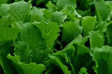 Fototapeta premium fresh green lettuce in the garden