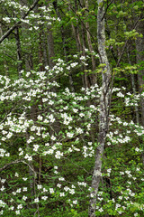 Fototapeta premium Dogwoods season in the Great Smoky Mountains.