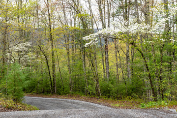 Dogwoods blooming along a mountain road.