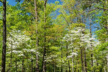 Dogwoods season in the Great Smoky Mountains.