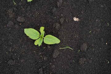 Farmer field with small young sprouts of sunflower