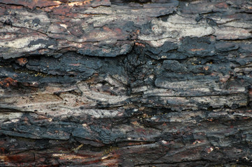texture of wood