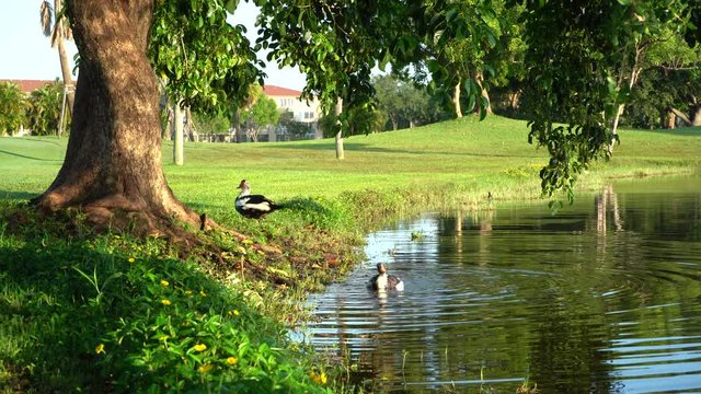 Los patos se est&aacute;n ba&ntilde;ando en el lago del campo de golf.