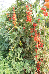 Tomato Production