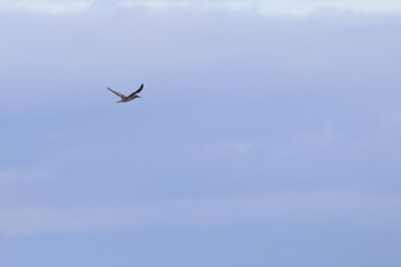 Fototapeta premium albatross