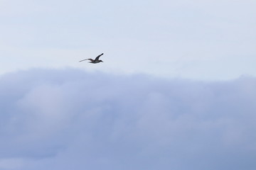 albatross