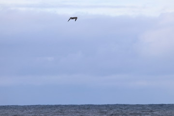 Fototapeta premium albatross