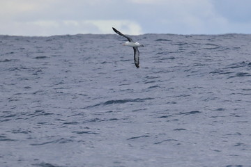 albatross