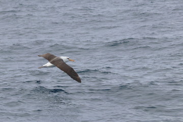 black browed albatross