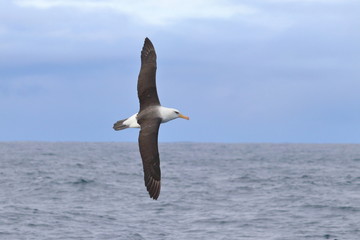 black browed albatross