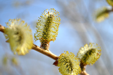 branch of willow
