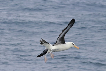 Fototapeta na wymiar black browed albatross