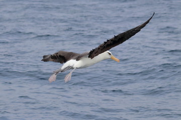 black browed albatross