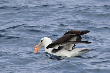 Fototapeta premium black browed albatross
