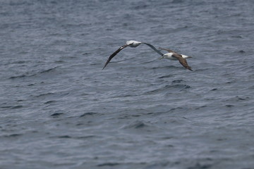 seabird