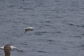 wandering albatross