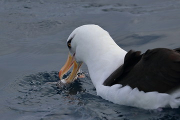 campbell's albatross