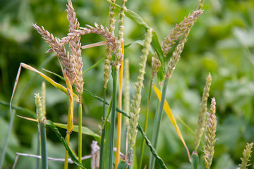 Fototapeta premium Wheat in a field close up