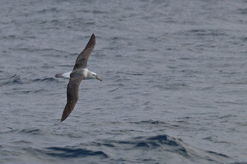 shy albatross