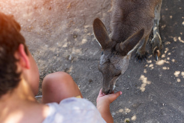 People interacting with a kangaroo at zoo Israeli