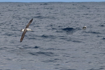shy albatross