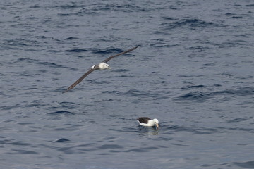 shy albatross