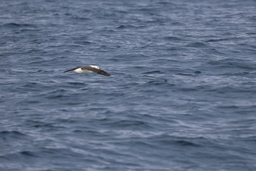 Fototapeta na wymiar indian yellow nosed albatross