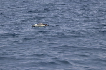 indian yellow nosed albatross