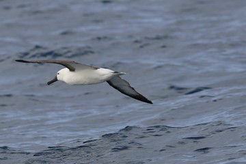indian yellow nosed albatross