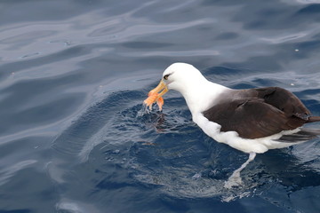 black browed albatross