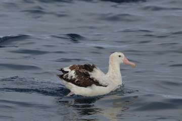 wandering albatross