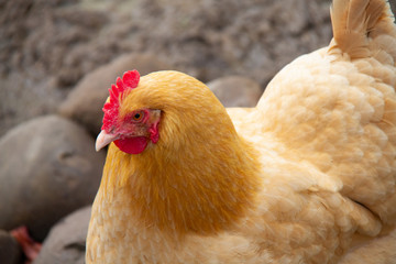 orange farm chicken