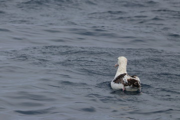 wandering albatross