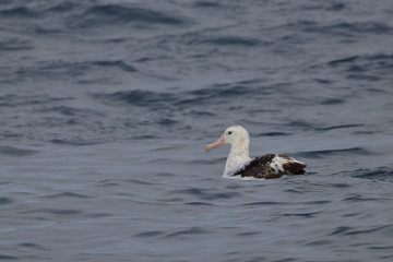 wandering albatross