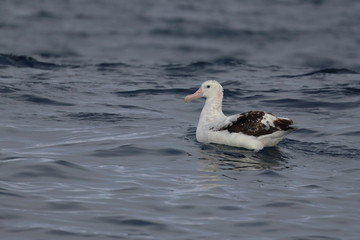 wandering albatross