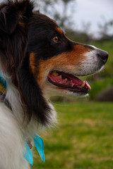 profile of Australian shepherd dog