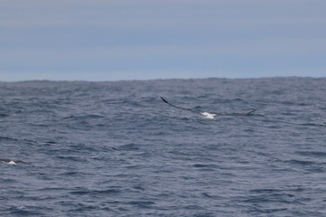 Fototapeta premium wandering albatross