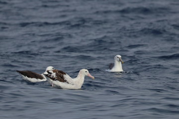 wandering albatross