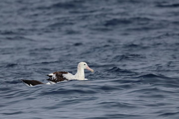 wandering albatross