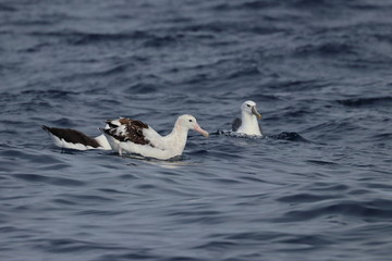 wandering albatross