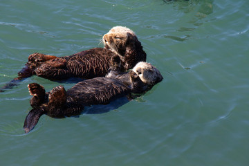 sea otters bathing