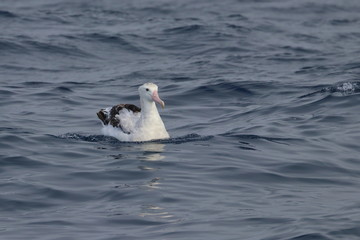 seabird
