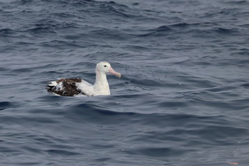 wandering albatross